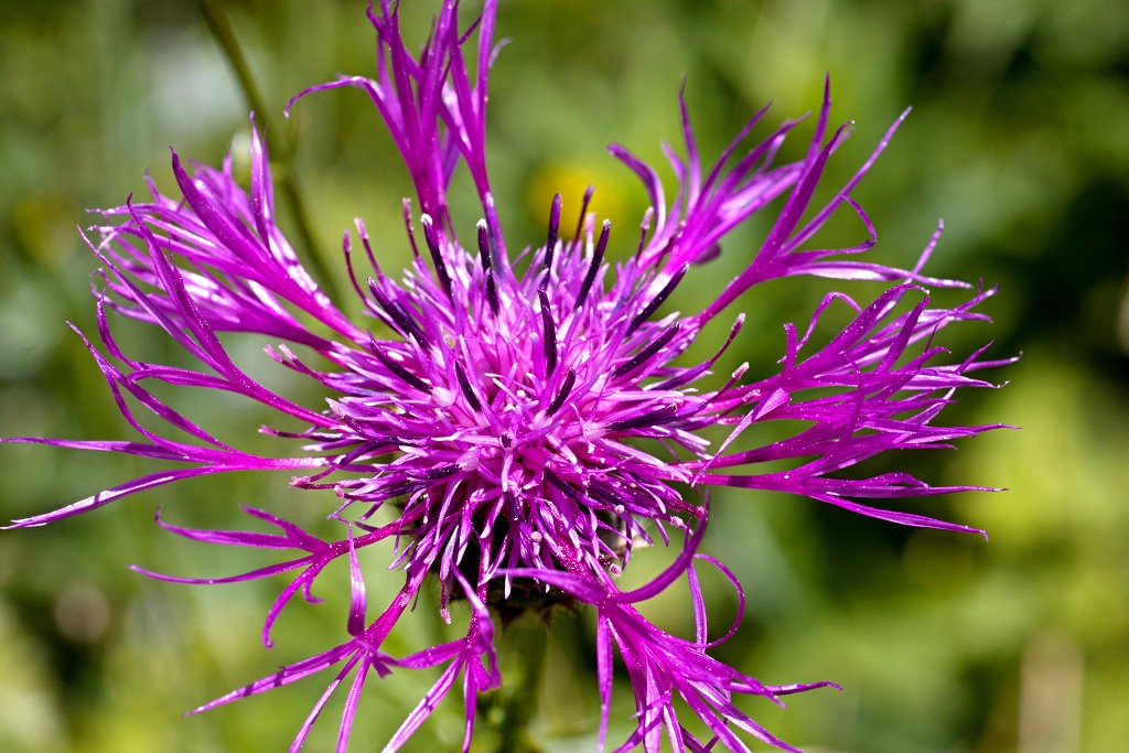 voornes duin tenellaplas Quackjeswater natuur natuurgebied natuurmonumenten hdr duinen Zuid Hollands landschap polder bossen natuurreservaat Natura 2000